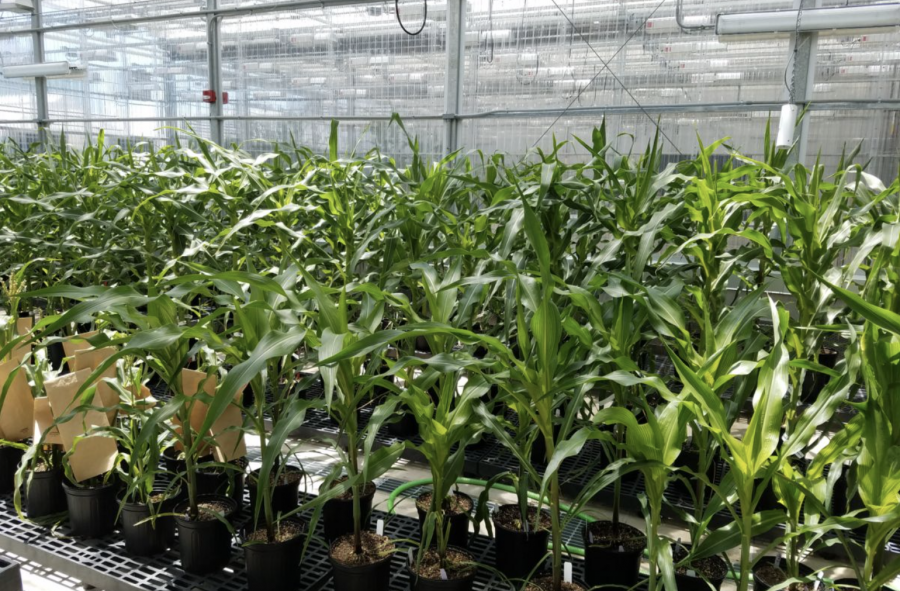 Kaiima’s corn greenhouse at the Donald Danforth Plance Science Center at 39 North Innovation Community in Creve Coeur