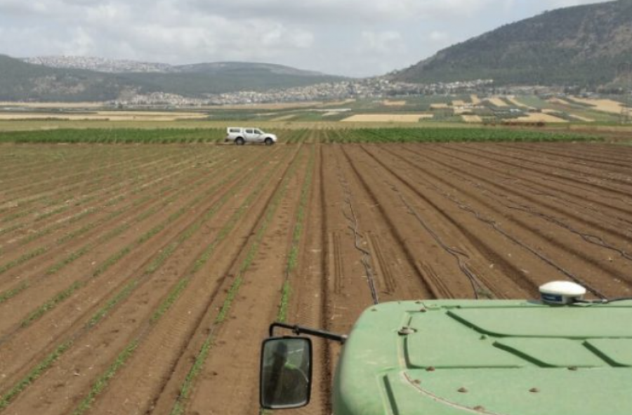 One of Kaiima’s fields in Israel, just outside of Nazareth